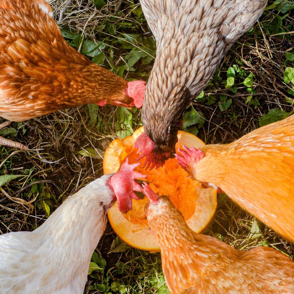 can chickens eat pumpkin? pic of a group of chickens eating pumpkin