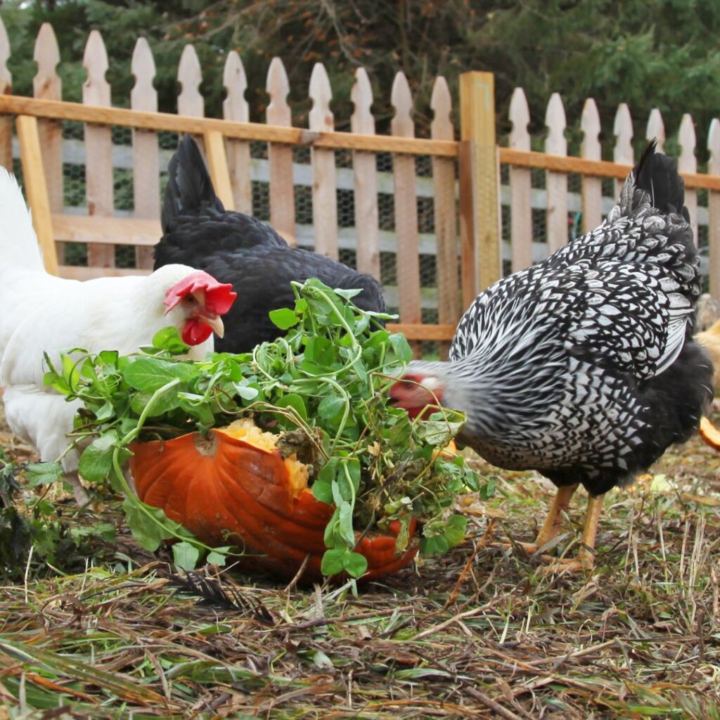 chickens eating pumpkin, xxxxx Chickens eating other safe treats, fruit salad, delicious fruits,