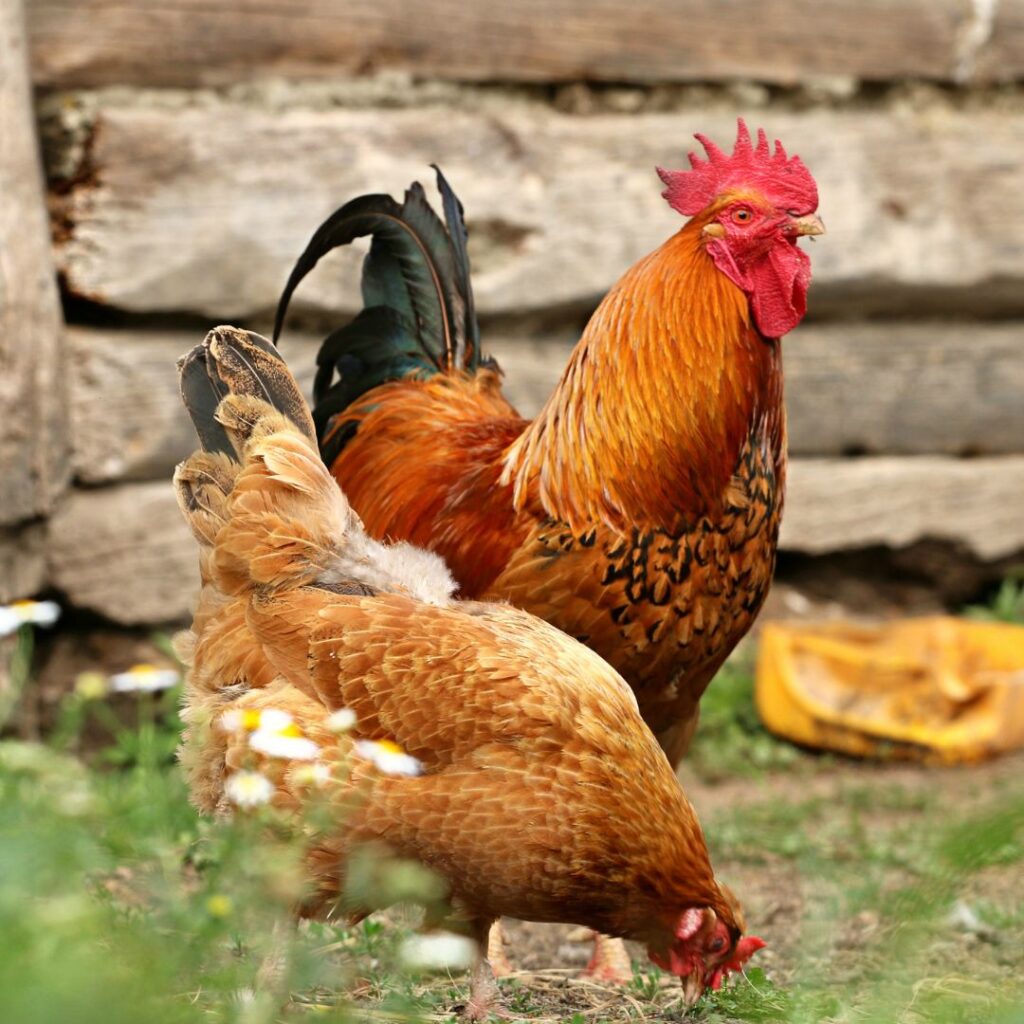 chickens outside foraging
