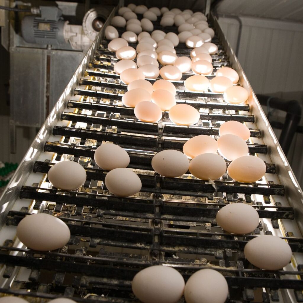 egg candling conveyor, check if eggs are fertilized
