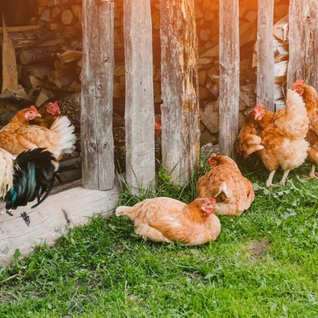 A group of chickens of different breeds, standing in a coop