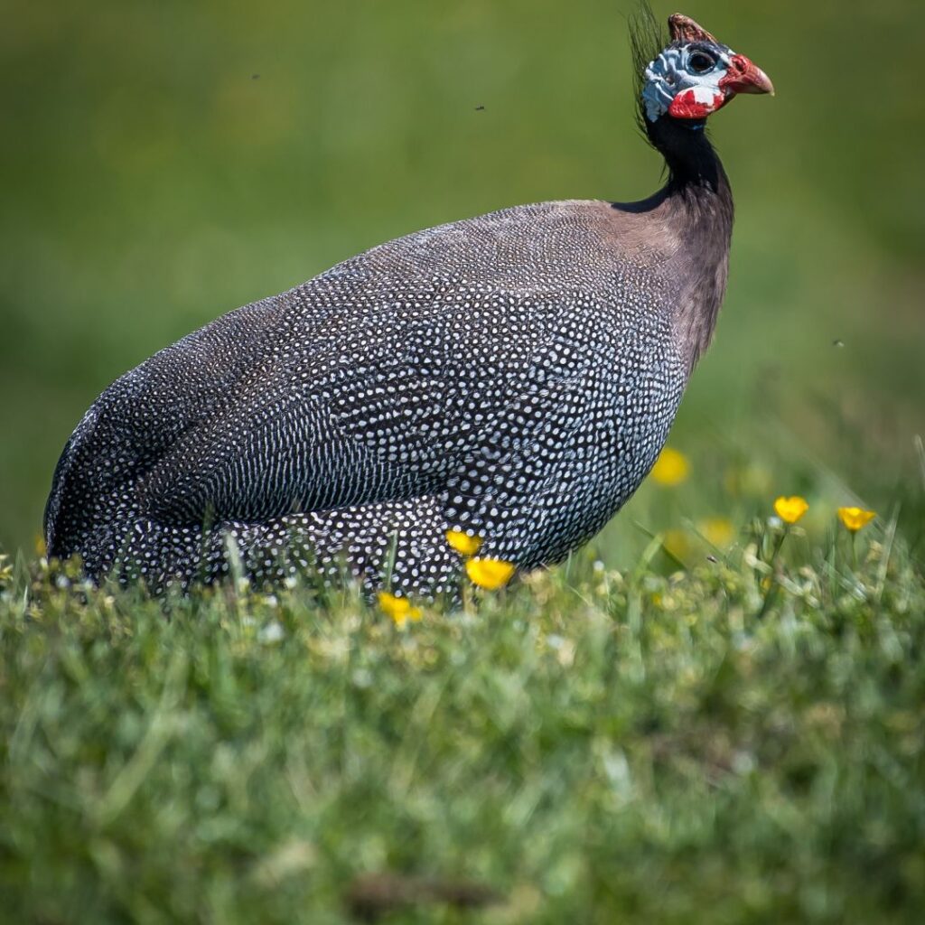 A picture of a guinea fowl with its characteristic speckled feathers