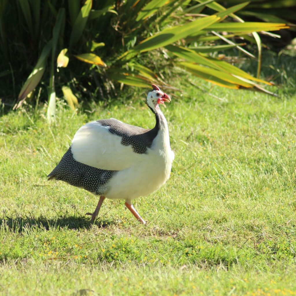 A picture of a guinea fowl foraging for food in a grassy field