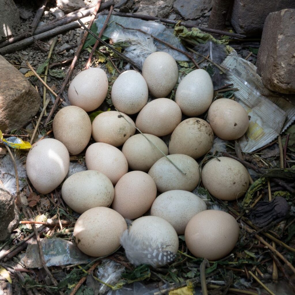 A picture of a guinea fowl eggs next to a regular chicken egg