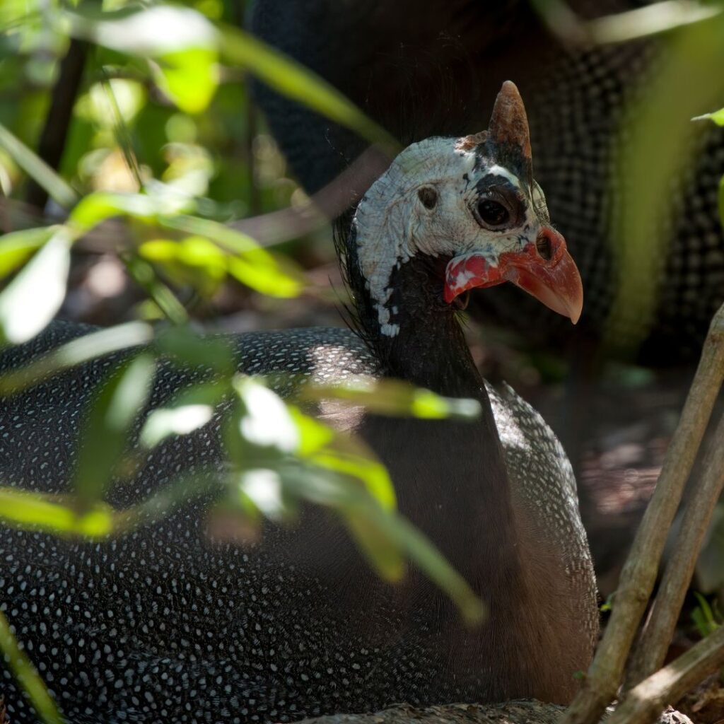 A picture of a guinea hen laying an egg