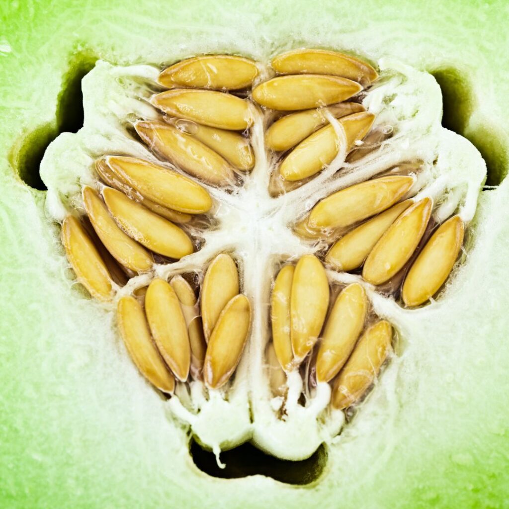 A close-up image of melon seeds, safe for consumption by chickens.