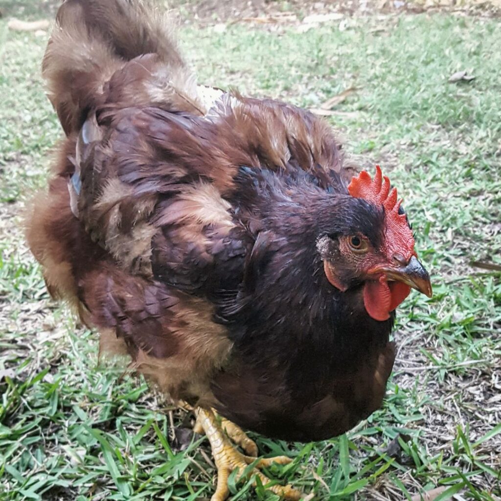 A chicken with tail feathers and pin feathers