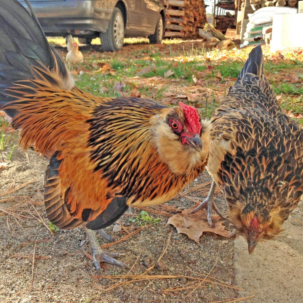 pecking order, A chicken pecking another chicken, with a worried expression on its face