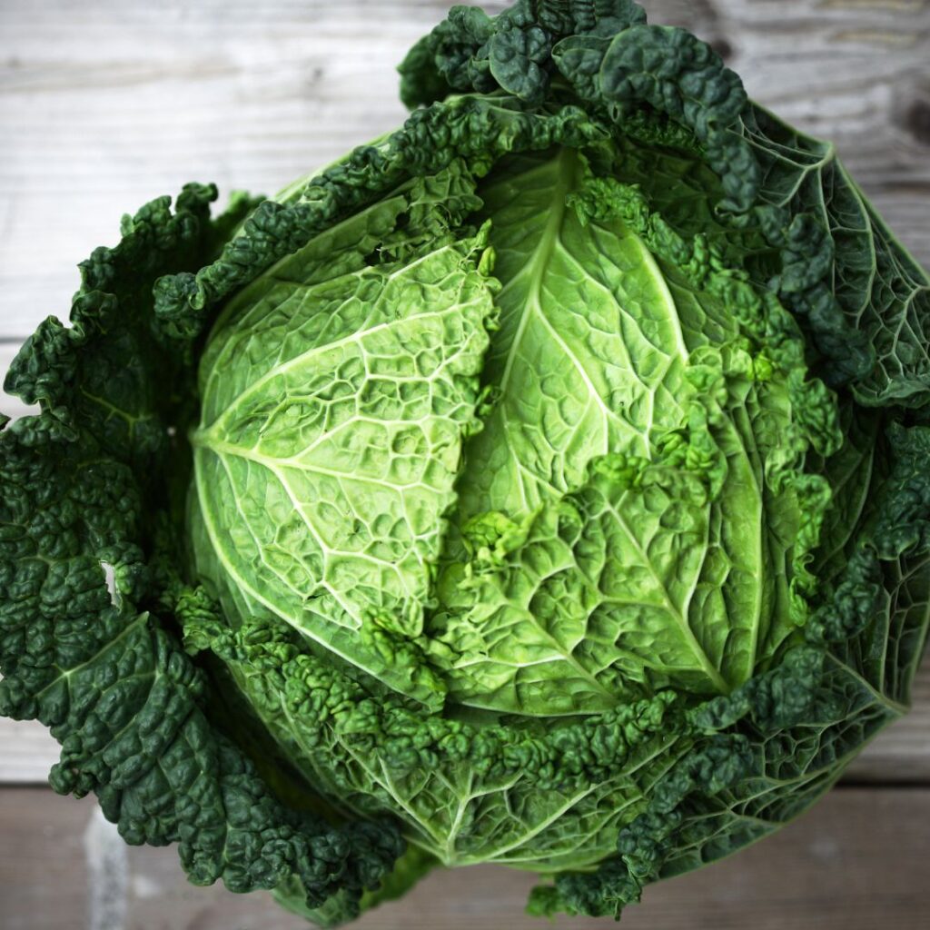 can chickens eat cabbage? pic of a savoy cabbage yes, chickens can eat cabbage of all types