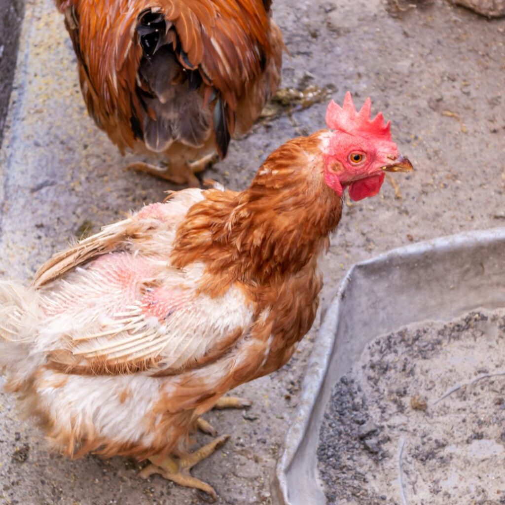 A chicken with missing feathers and feather loss, A chicken with preen gland and broken feathers