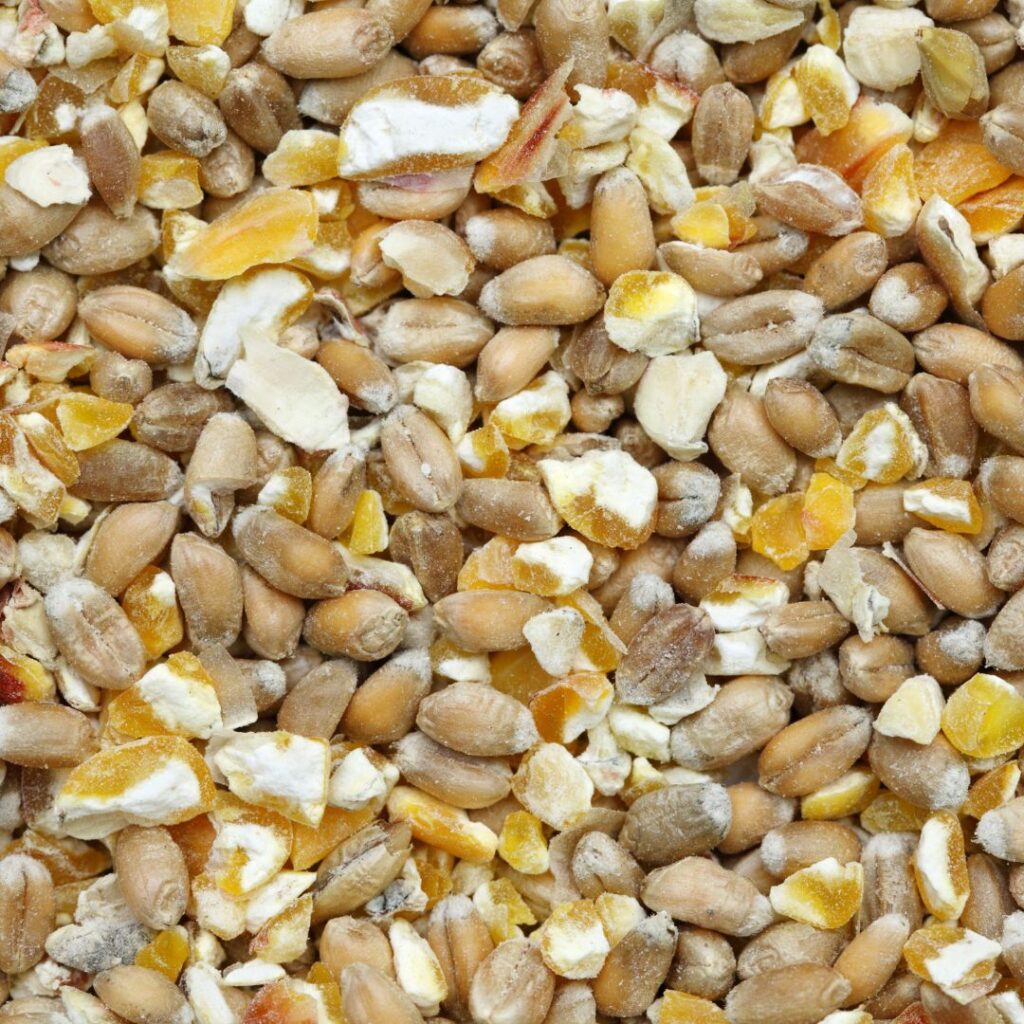 A bowl of chicken scratch mix with sunflower seeds, cracked corn, and other grains, sustainable chicken scratch