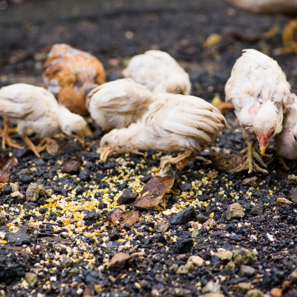 A bowl of chicken scratch with sunflower seeds, cracked corn, and other grains being offered to a flock of chickens