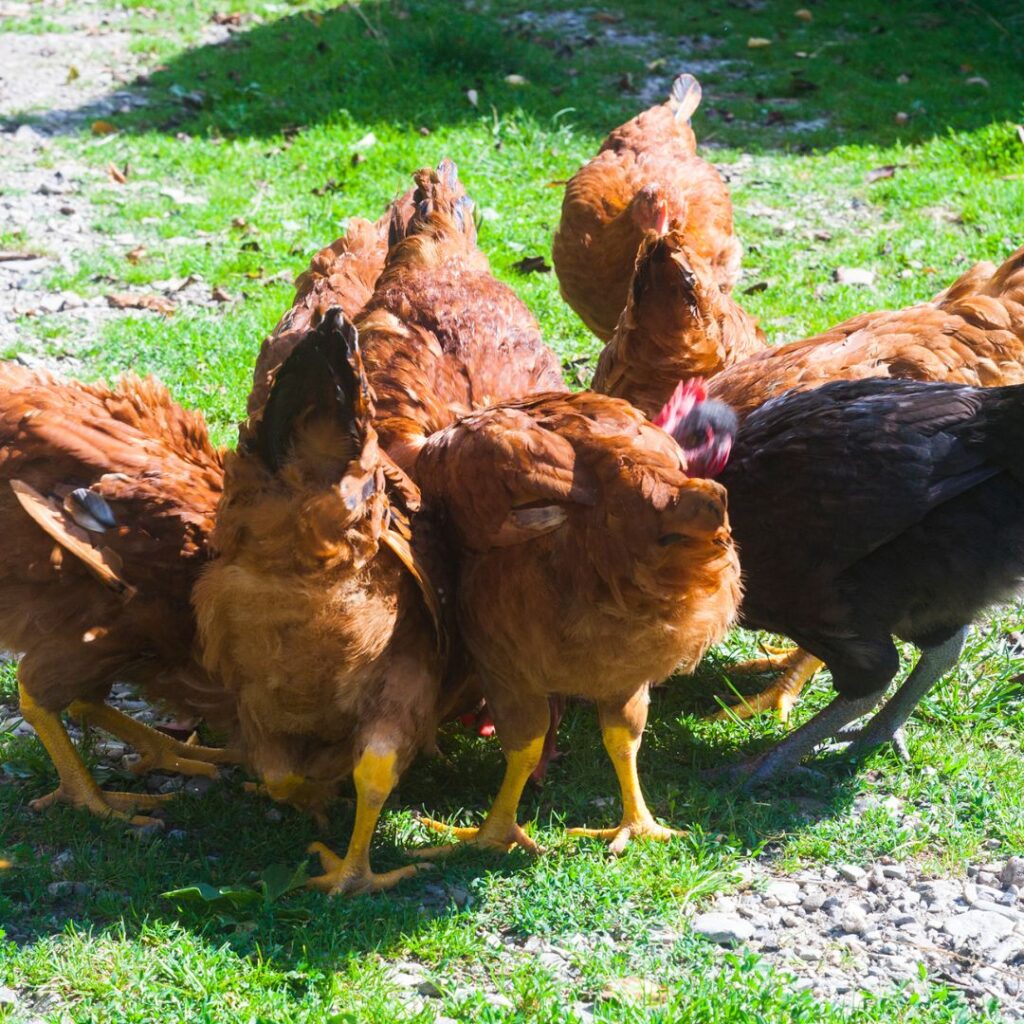 A group of chickens eating radishes from a bowl