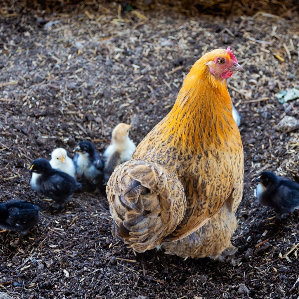 A mother hen with her chicks in a nesting box and the rest of the flock