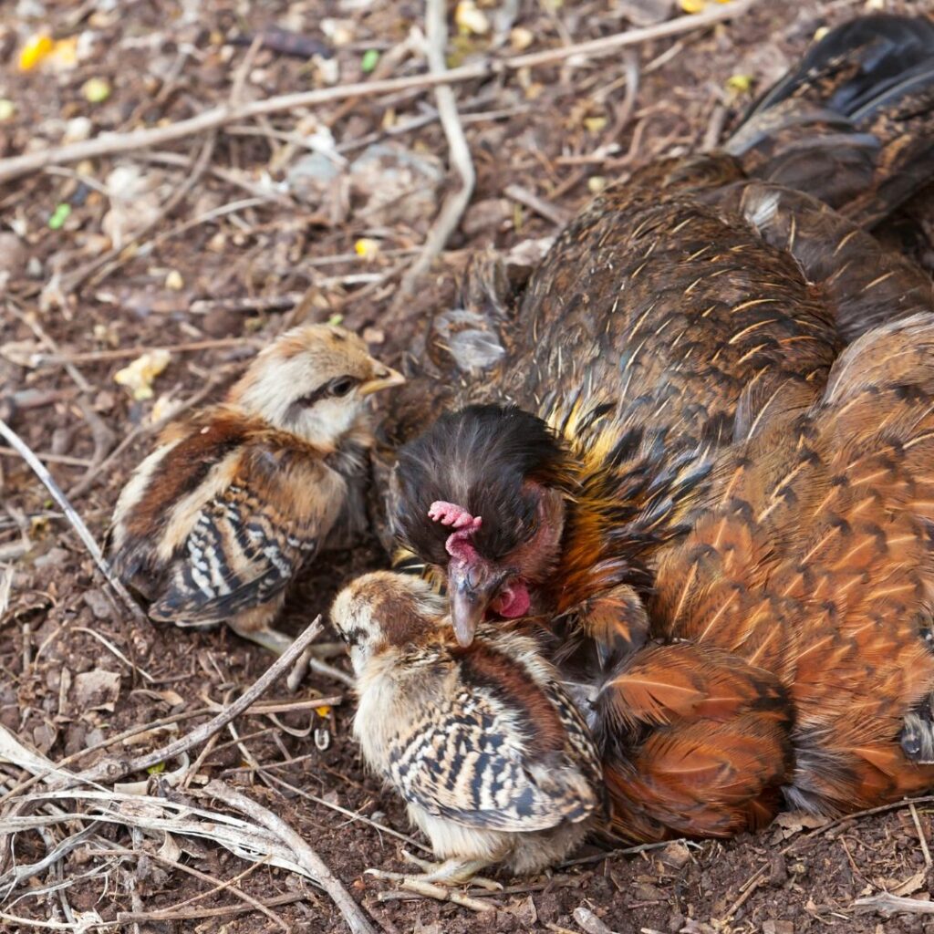 A mother hen with her chicks in a nesting box