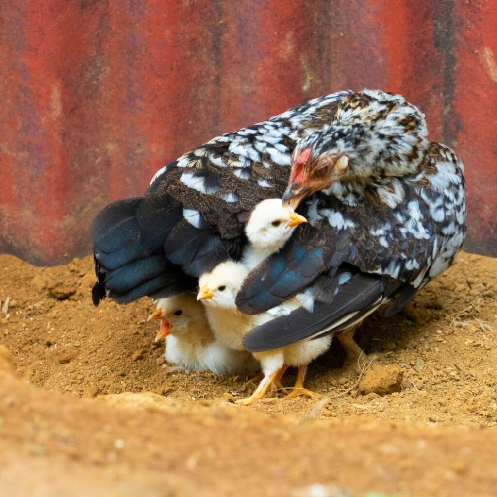 A mother hen with her newly hatched chicks