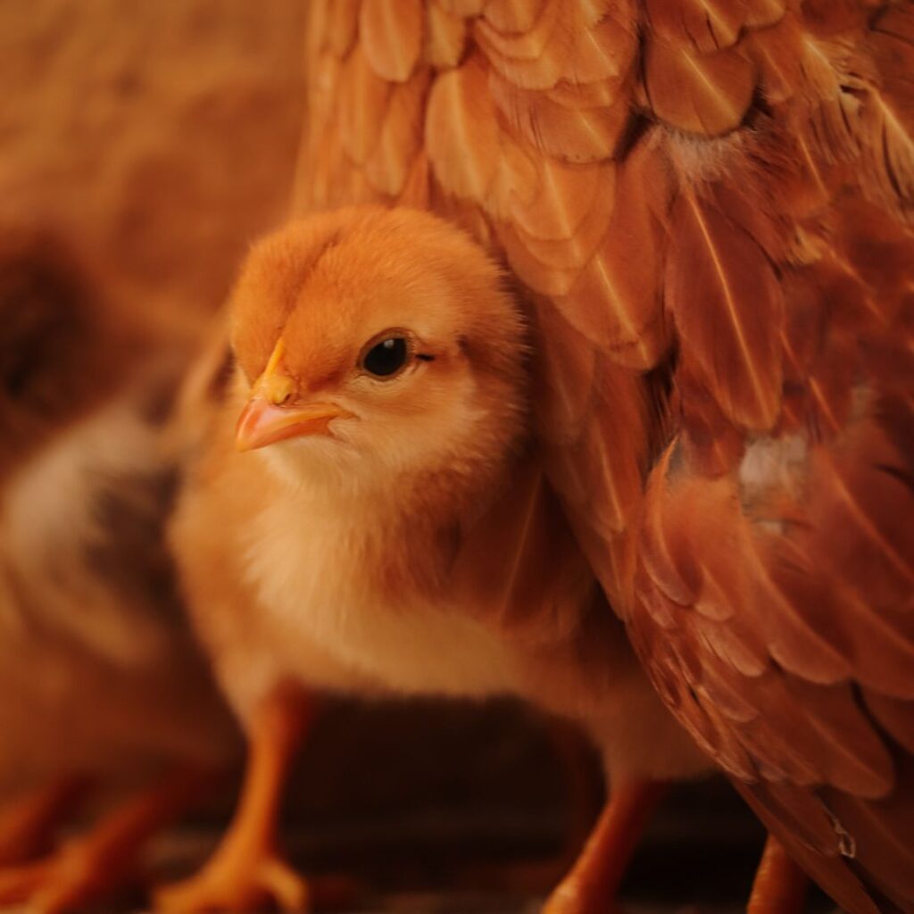 The Ultimate Guide to Raising Chicks with a Broody Hen