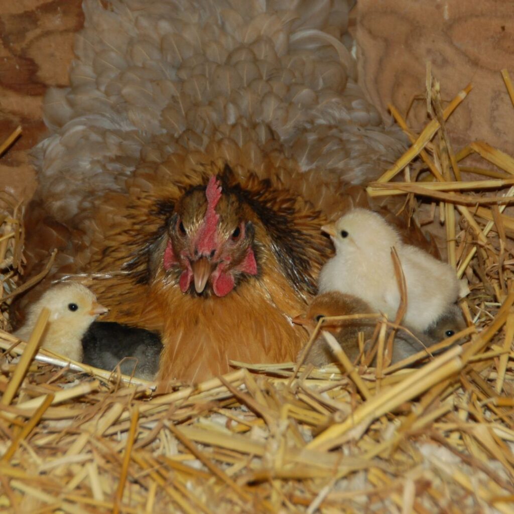 A mother hen sitting on her eggs in a nesting box with a few chicks around her