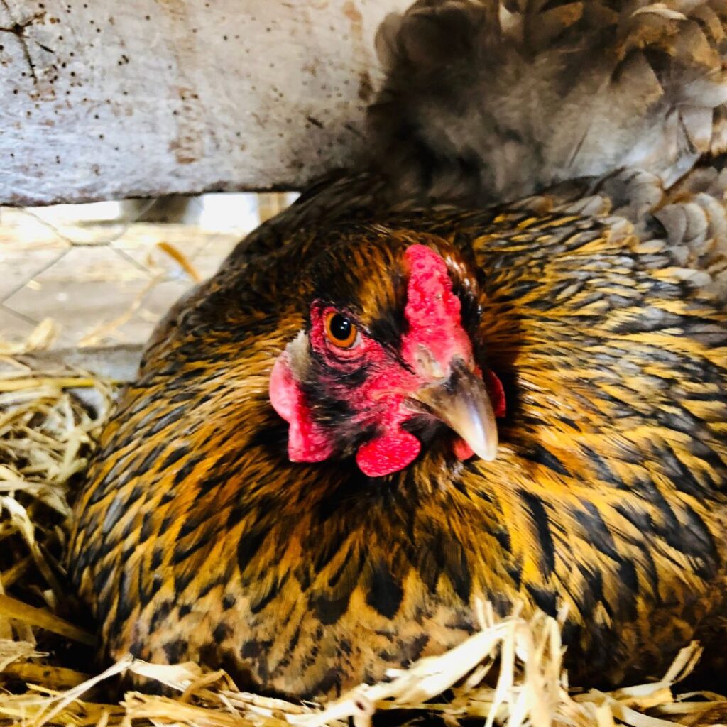 A picture of a broody hen sitting on her eggs, raising chicks with a broody hen in the process of Abandonment of the Nest.