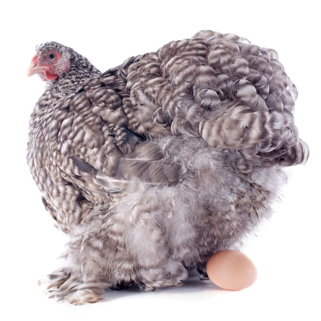 chicken with egg