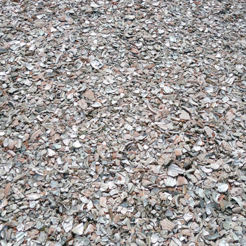 crushed oyster shells